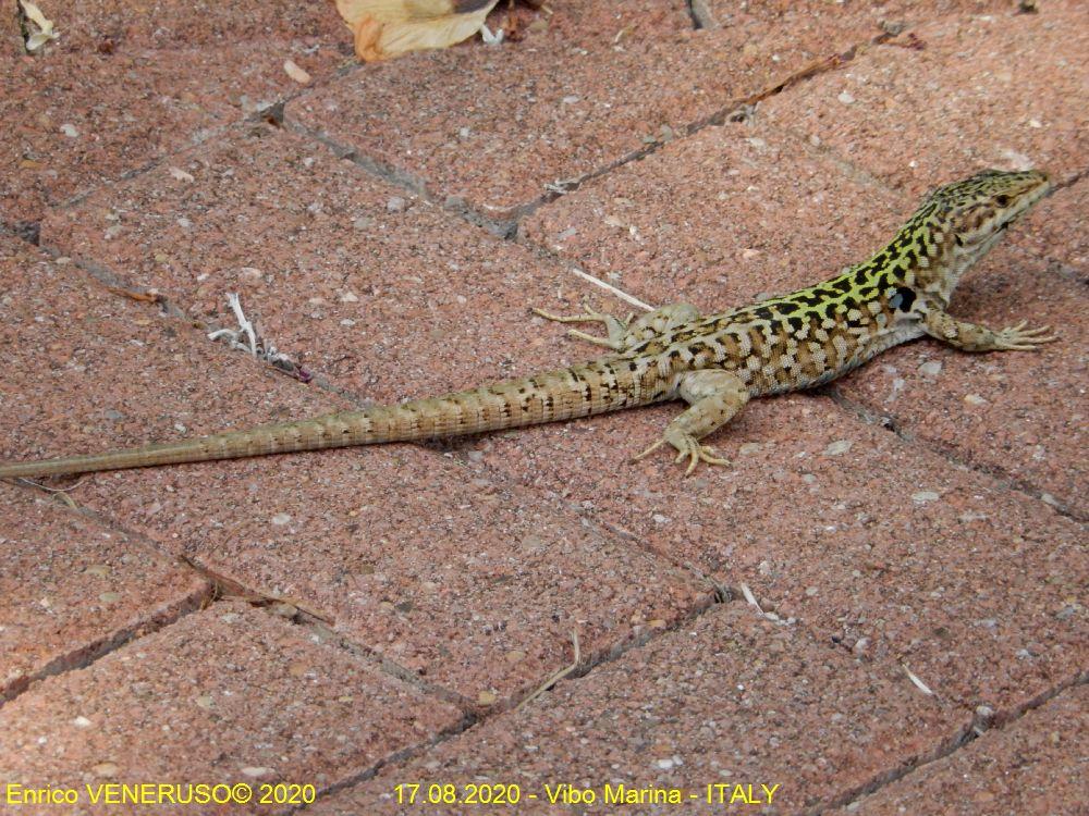 44 - Lucertola - Lizard -Book photo